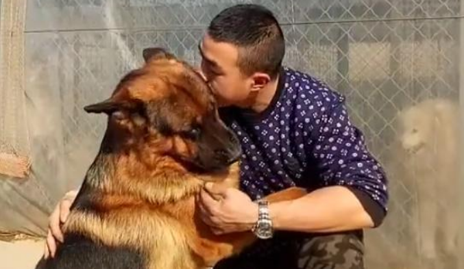 德牧被主人偷亲了一口,它感觉很吃亏,于是…… 德牧被主人偷亲了一口,它感觉很吃亏,于是……