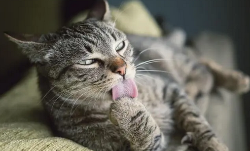 猫咪知道主人怀孕了的表现 猫咪知道主人怀孕了的表现