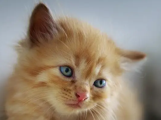 猫是代表狐仙还是黄仙