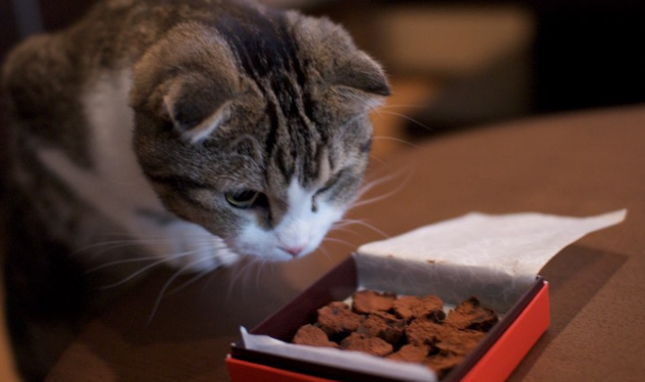 猫巧克力致死剂量