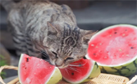 猫咪可以吃西瓜吗
