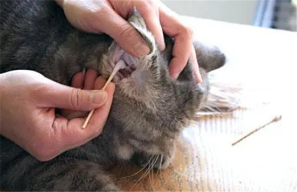 猫挠耳朵的正常频率 猫挠耳朵的正常频率