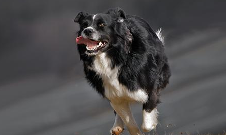狗狗临死前的症状表现10天