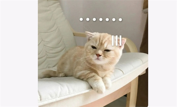 折耳猫的“基因宿敌”：让猫咪疼到骨子里的软骨发育不良