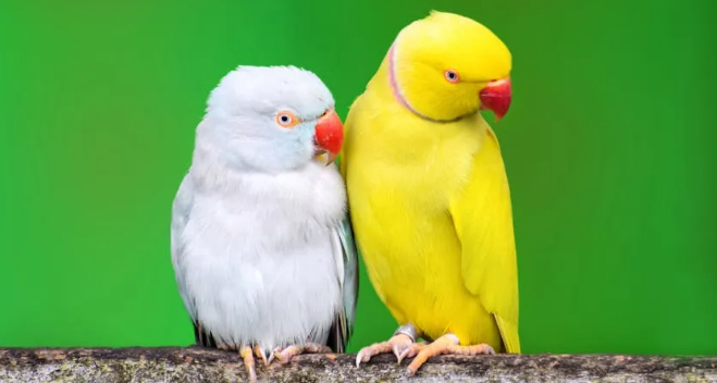 鹦鹉真懂“叽咕叽”的节奏吗？鹦鹉听摇滚，竟比人类还嗨？