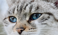 猫咪瞳孔大小代表什么