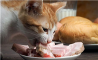 猫能吃肥肉吗