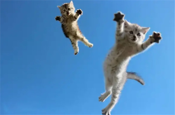 猫跳棺材有什么预兆 猫跳棺材有什么预兆