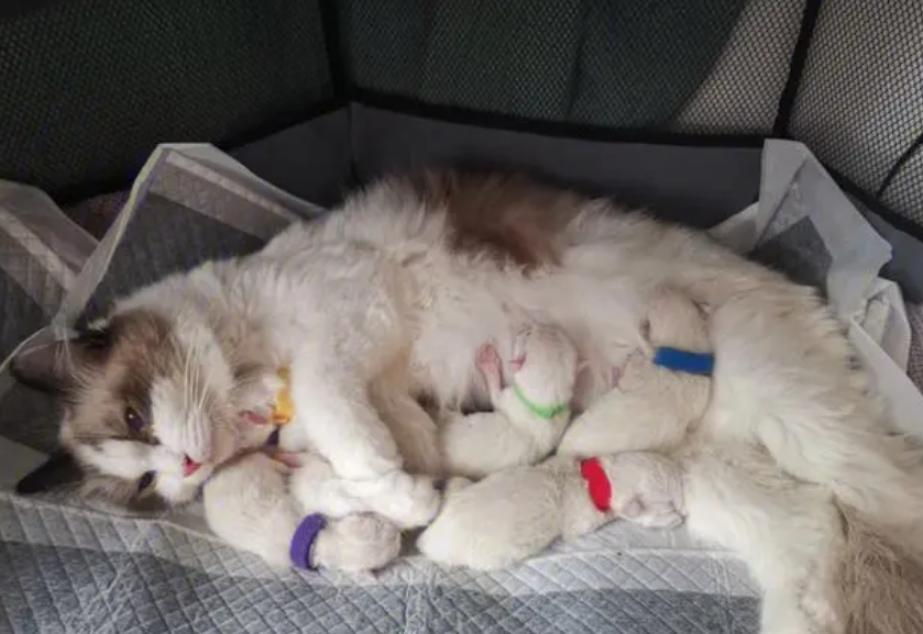 猫生了5只民间的说法 猫生了5只民间的说法