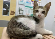 猫咪突然萎靡不振且行动蹒跚,可能的健康问题有哪些? 猫咪突然萎靡不振且行动蹒跚,可能的健康问题有哪些?