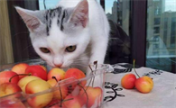 猫咪可以吃桃子吗