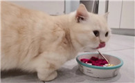 猫能吃火龙果吗