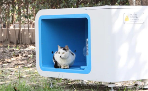 哈啰街猫