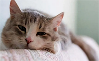 猫咪喜欢咬拖鞋怎么回事