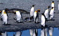 福克兰群岛的企鹅