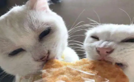 猫咪可以吃饼干吗