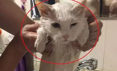 猫咪不肯配合洗澡,妹子想了个办法,洗完澡后猫猫生无可恋了 猫咪不肯配合洗澡,妹子想了个办法,洗完澡后猫猫生无可恋了