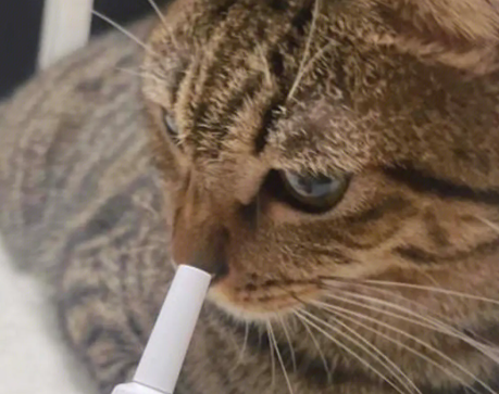 猫咪几个月开始驱虫 猫咪几个月开始驱虫