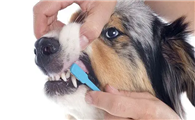 狗狗超声波洗牙的好处与坏处