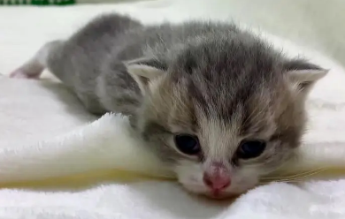 10天小猫没妈妈怎么养 10天小猫没妈妈怎么养