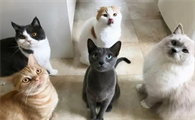猫咪口炎吃什么药有效