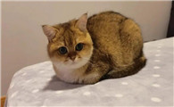 猫咪一直长不大