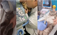 猫咪做个b超一般多少钱