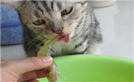 猫能吃虾么