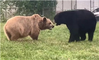 棕熊与黑熊哪个厉害