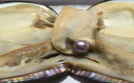 淡水珍珠蚌一个多少钱