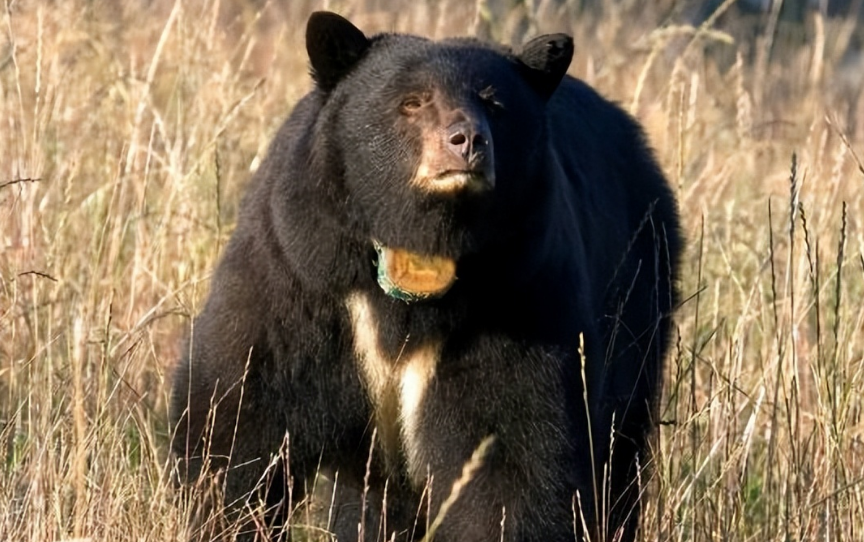 黑熊为什么怕棕熊