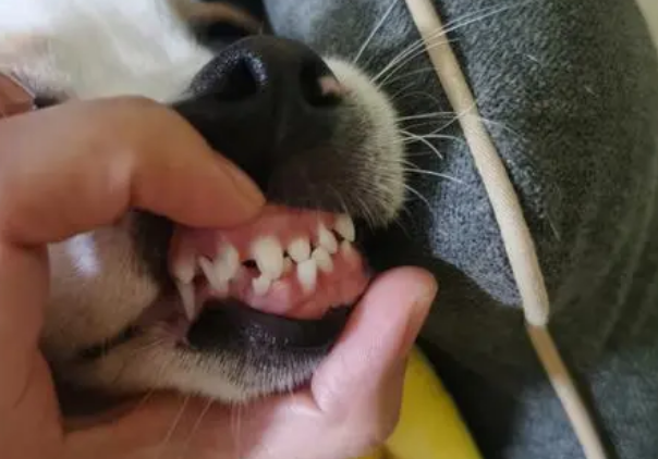 狗狗多大换牙