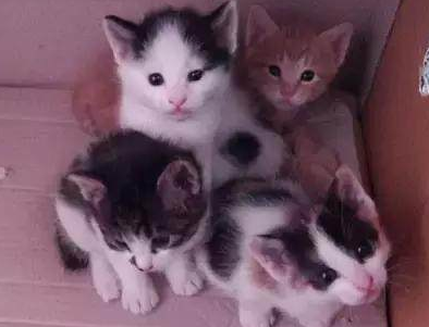 新出生的4只小奶猫被人杀害，猫妈妈的眼神让人落泪！