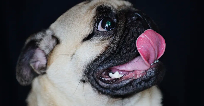 如何改善巴哥犬掉毛的毛病