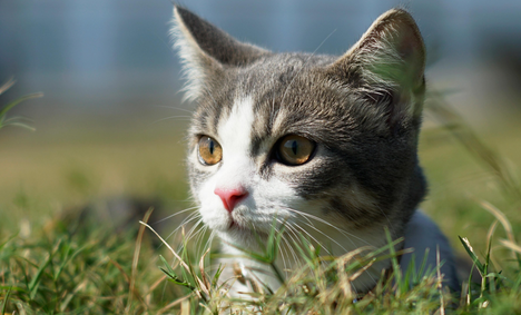猫舔嘴巴有嘎啦嘎啦的声音