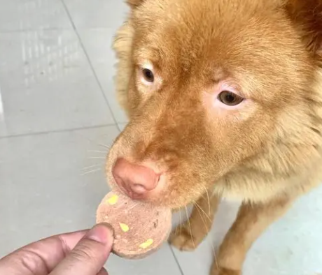 狗狗吃生骨肉冻干到底好不好