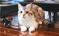 猫年龄对应人的年龄表