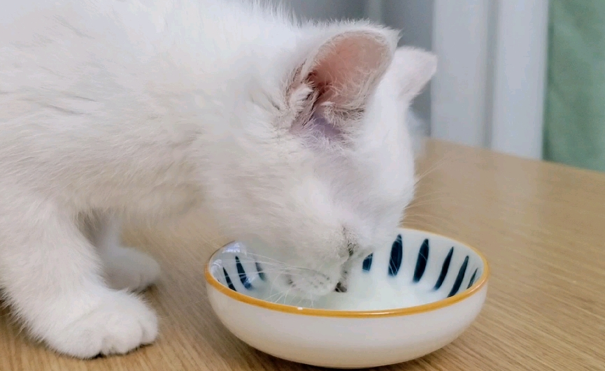 猫能不能喝酸奶 猫能不能喝酸奶