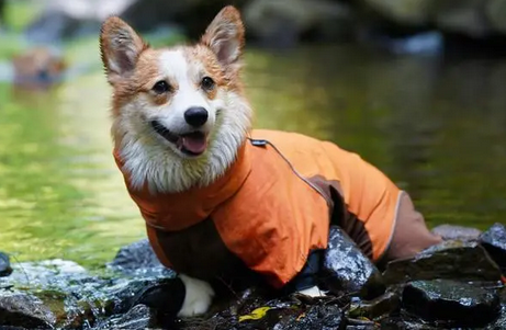 狗狗得狂犬病的症状