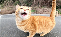 猫咪叫声很小几乎没有声音