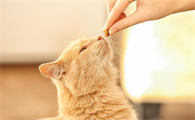 猫咪需要主人经常陪伴吗