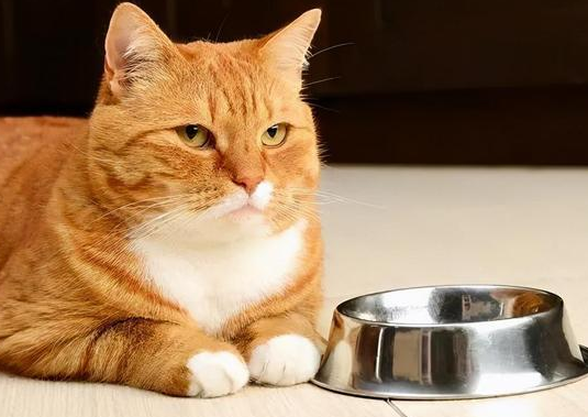 猫咪一切正常就是不爱吃东西 猫咪一切正常就是不爱吃东西