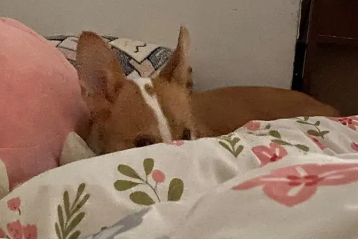 狗狗晚上在床上睡觉会尿床吗