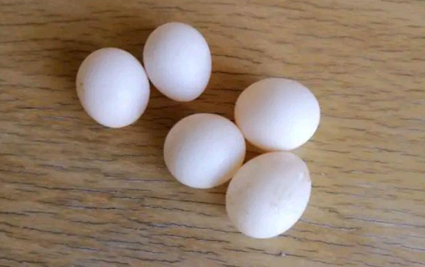 怎么分辨鹦鹉蛋是不是无精蛋