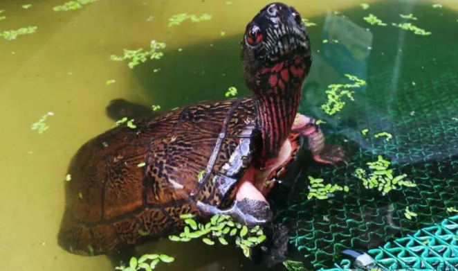 眼斑龟的“养定”你真的了解吗？