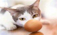 猫能吃生鸡蛋吗