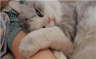 猫咪喜欢什么样的主人