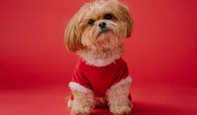 想养小型犬?这些品种你不得不了解! 想养小型犬?这些品种你不得不了解!