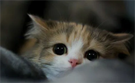 猫咪爪子肿了没外伤是怎么回事