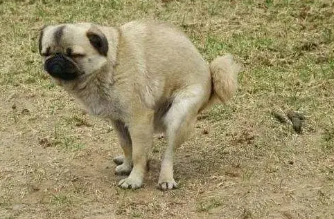 狗狗拉深褐色的稀屎 狗狗拉深褐色的稀屎